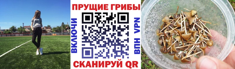 Псилоцибиновые грибы мухоморы  Тайшет 